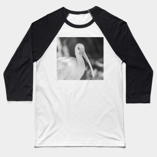 American white ibis black and white Big Baseball T-Shirt